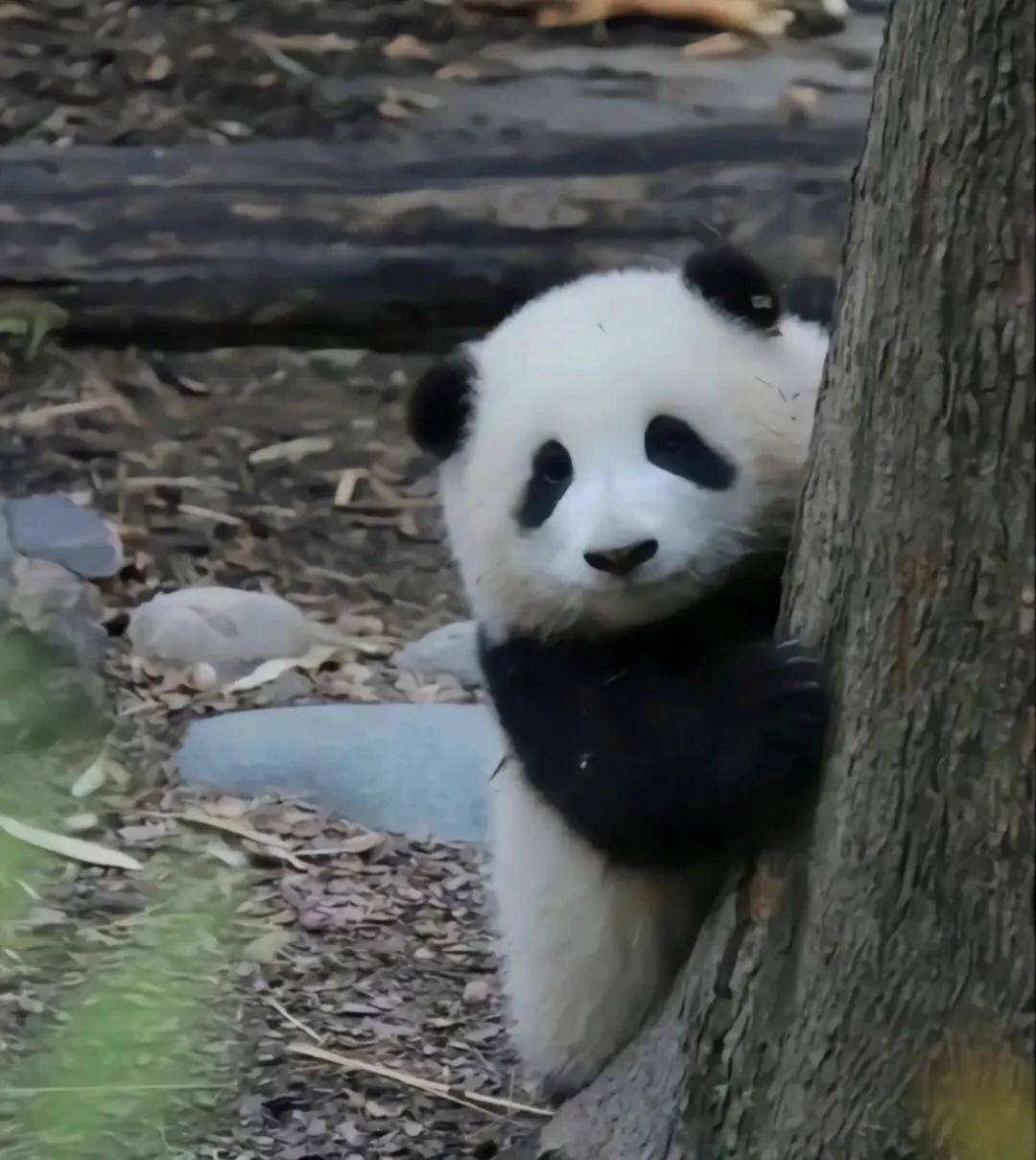 男友耳朵壁纸苹果版
:扒一扒熊猫花花的三位绯闻男友