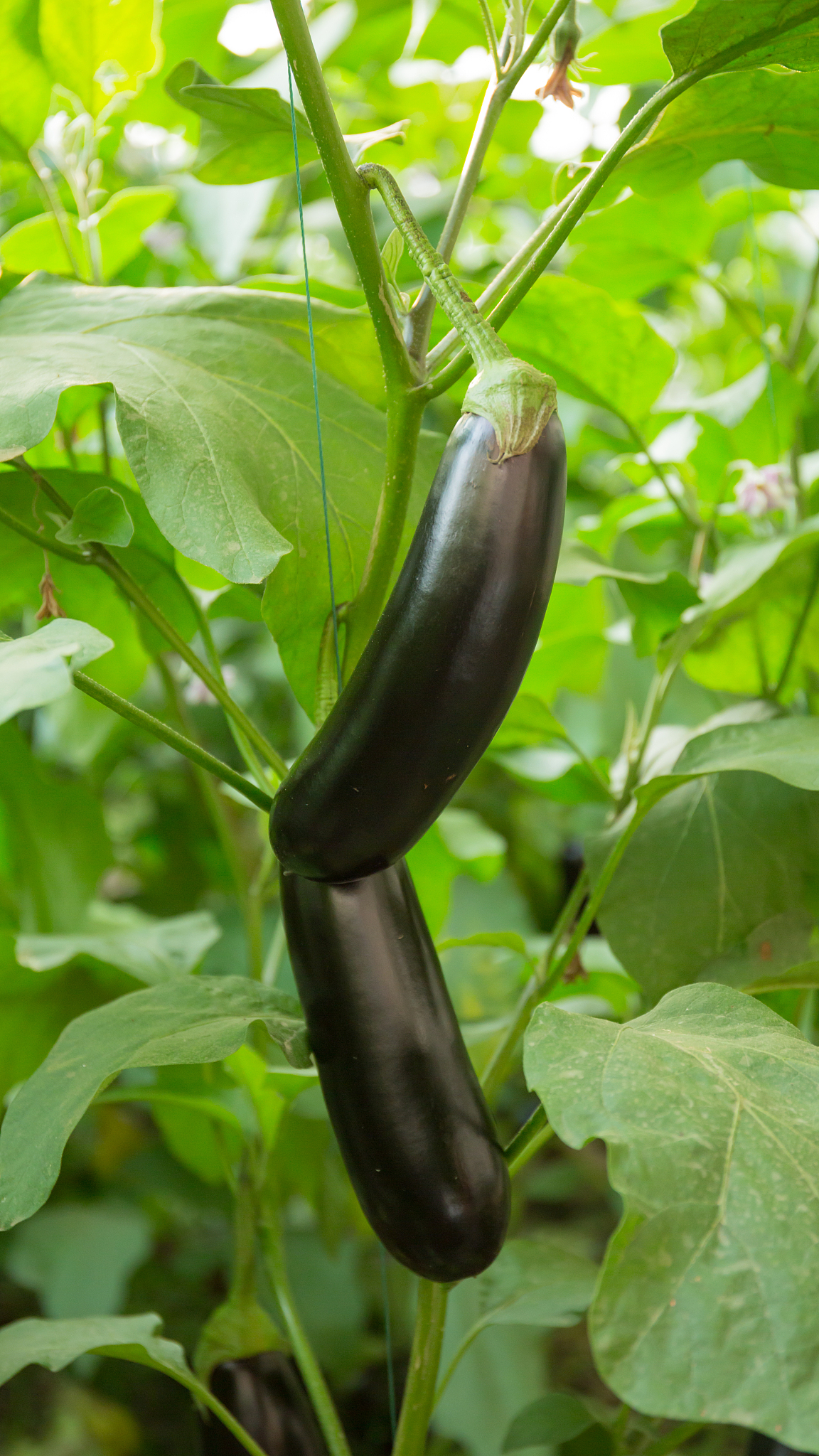 茄子视频手机版茄子恰恰官方网站