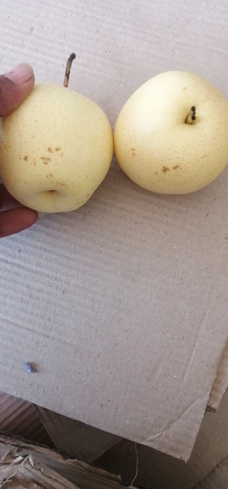 佳梨苹果版苹果软件下载站