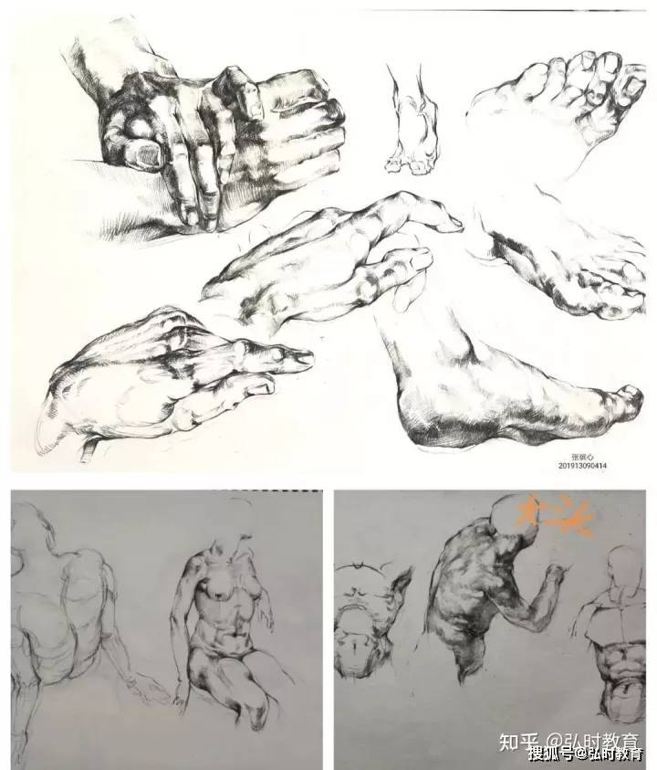 绘画临摹软件苹果版
:美术学院线上课程作业展︱素描人体——宋子伊-第10张图片-太平洋在线下载